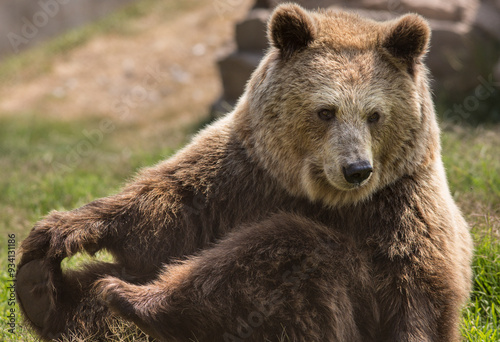 Wallpaper Mural Brown Bear Resting Torontodigital.ca