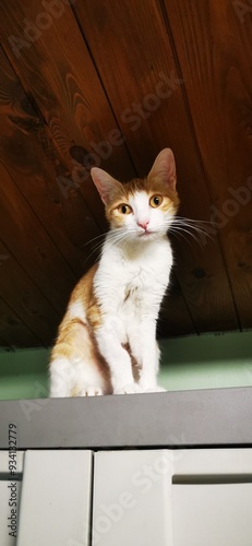 Colonia felina