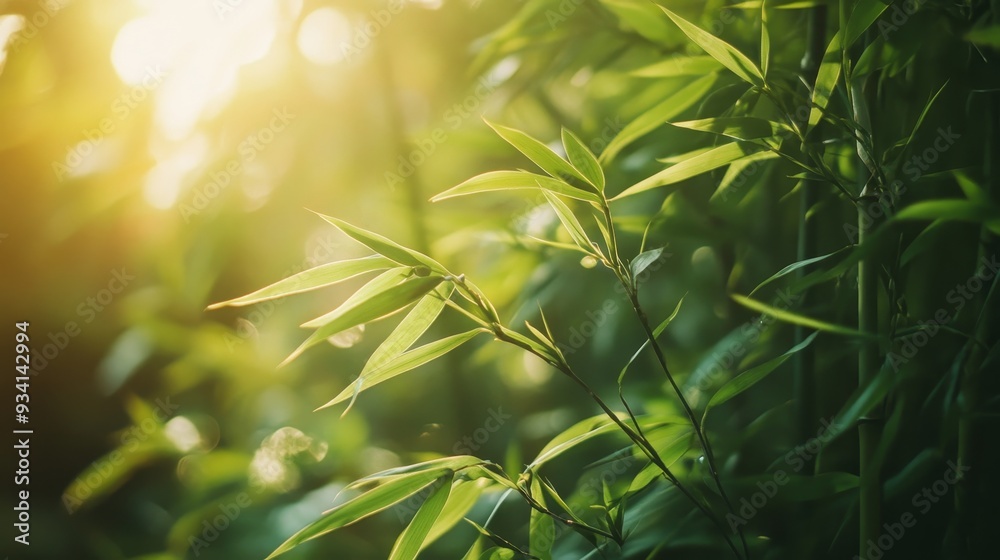 Fototapeta premium Sunlit Bamboo Leaves - Nature Background - A close-up of lush green bamboo leaves bathed in warm sunlight, showcasing the vibrant colors and intricate details of nature, symbolizing growth, tranquilit