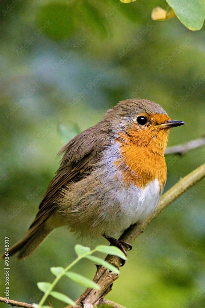 Fototapeta premium Rotkehlchen (Erithacus rubecula) in einem Baum