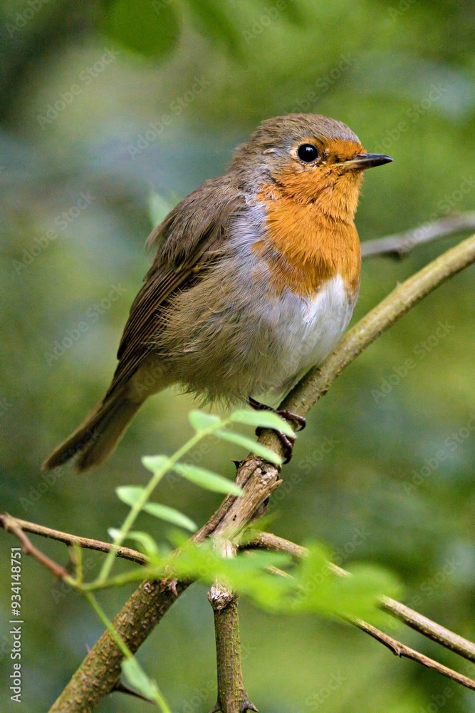 robin on a branch robin on a branch
