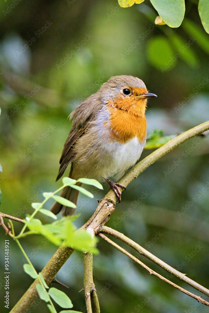 Fototapeta premium Rotkehlchen (Erithacus rubecula) im Wald