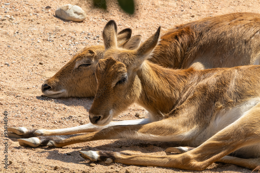 Fototapeta premium ANTILOPE DI MARIA GRAY, Kobus megaceros, al parco faunistico.