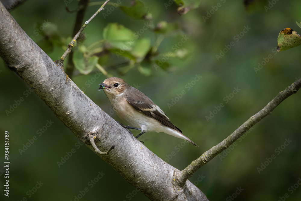 A female European pied flycatcher sits on the thick branch and holds a fly in its beak on a sunny summer day. A female European pied flycatcher sits on the thick branch and holds a fly in its beak on a sunny summer day.
