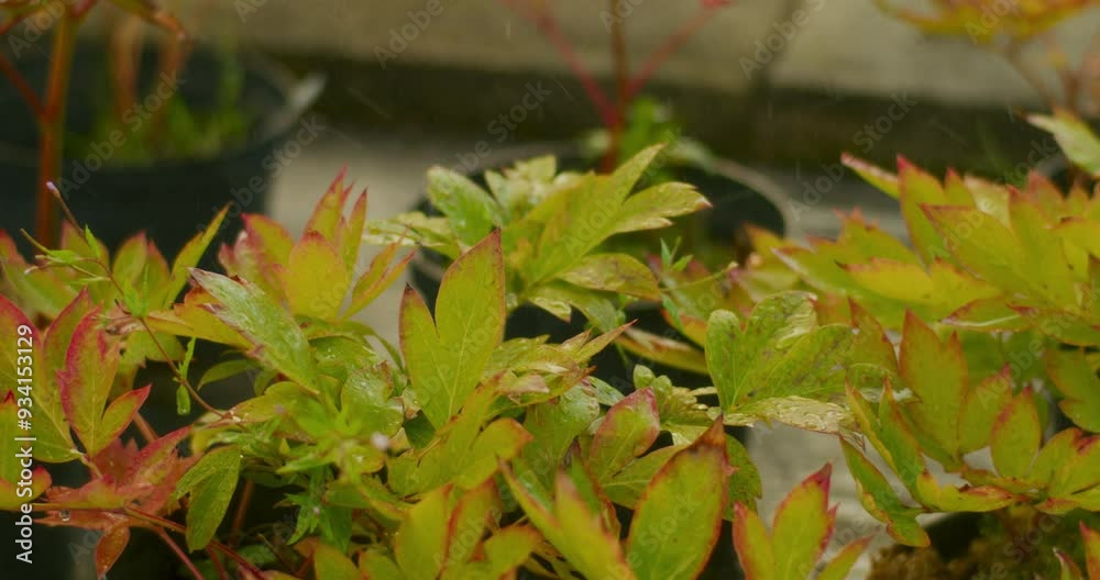 Close Up of Rain Falling on Plants in Garden Close Up of Rain Falling on Plants in Garden