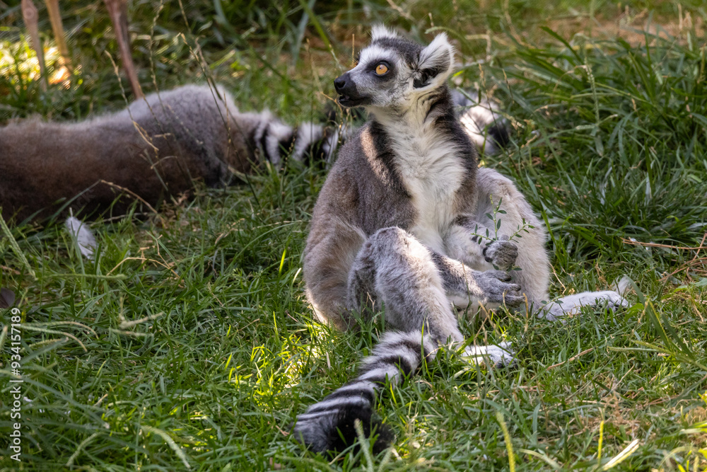 Fototapeta premium lemure dalla coda ad anelli o lemure catta, Lemur catta, all'oasi naturalistica.