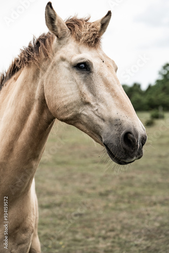 In Estonia, un cavallo su una isola durante il mese di agosto.