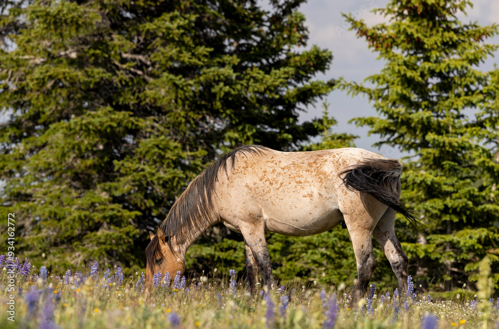 Fototapeta premium Beautiful Wild Horse in Summer in the Pryor Mountains Montana