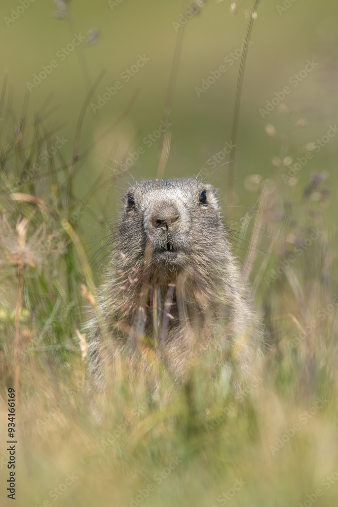 Cute baby alpine marmot or groundhog (Marmota marmota) standing in the tall grass of an alpine meadow and looking curiously, Alps, Italy. Front view.
