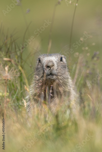 Obraz na płótnie Cute baby alpine marmot or groundhog (Marmota marmota) standing in the tall grass of an alpine meadow and looking curiously, Alps, Italy. Front view. w salonie