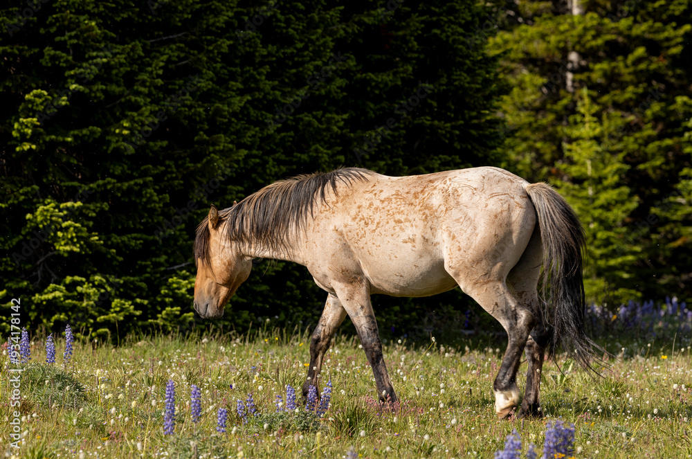 Beautiful Wild Horse in Summer in the Pryor Mountains Montana Beautiful Wild Horse in Summer in the Pryor Mountains Montana