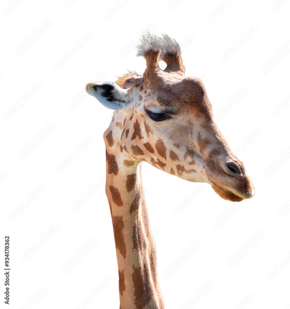 Obraz premium Portrait latéral d’une girafe adulte, tête et cou sur fond blanc isolé, animal sauvage au pelage tacheté, regard paisible, photographie animalière de jour