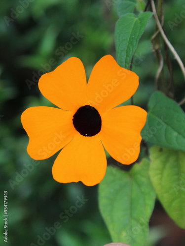 Orange flowers of ornamental plant black-eyed Susan vine  (Thunbergia alata) photo