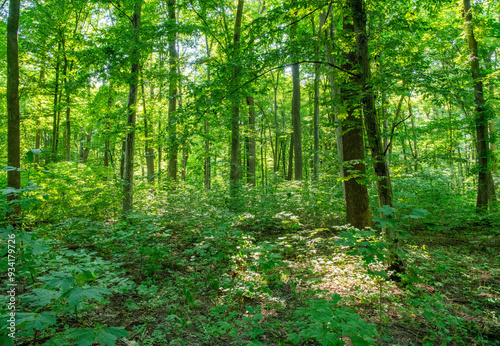 Sunlight in the green forest, spring time