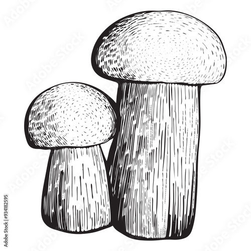 mushroom, food, fresh, fungus, hand draw, illustration, nature, fungi, plant,