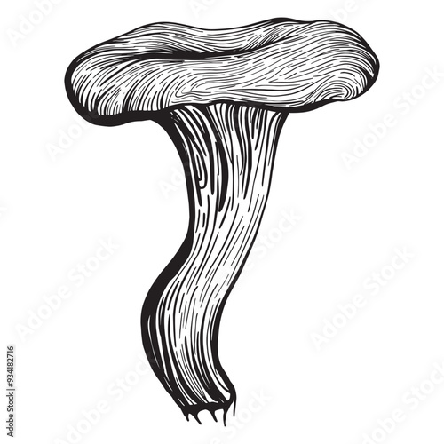 mushroom, food, fresh, fungus, hand draw, illustration, nature, fungi, plant,