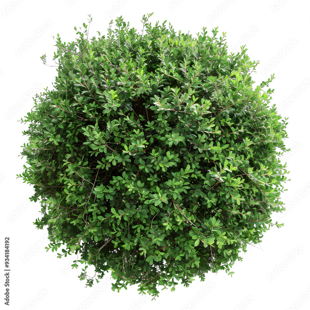 Obraz premium [Transparent Background PNG]Green Bush Top View Isolated on White Background