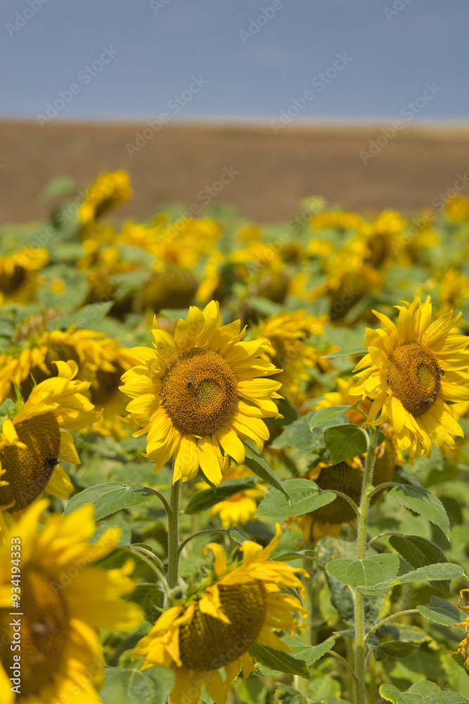 Obraz premium Sonnenblumen