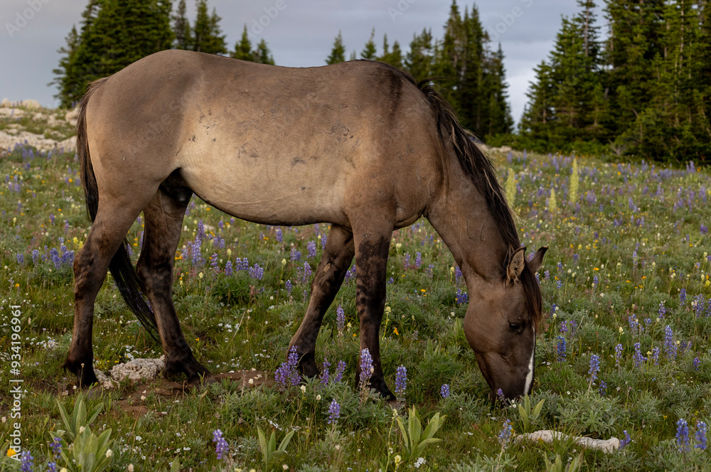Beautiful Wild Horse in Summer in the Pryor Mountains Montana Beautiful Wild Horse in Summer in the Pryor Mountains Montana