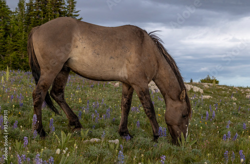 Beautiful Wild Horse in Summer in the Pryor Mountains Montana