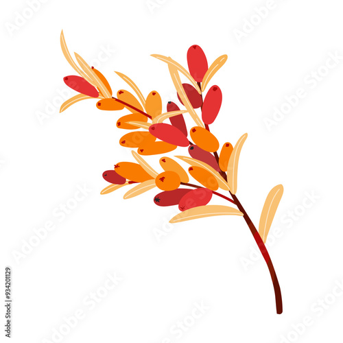 Hippophae sea buckthorn branch isolated on white background. Seaberry stem color illustration