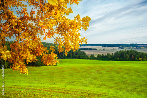 Photos Orange and yellow oak leaves in late autumn against a background of forest and g