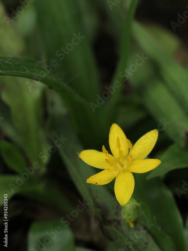 Yellow small flower of Hypoxis decumbens photo