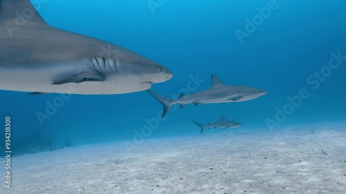 Wallpaper Mural Group of Caribbean reef sharks patrolling sandy bottom of the Atlantic Ocean. Torontodigital.ca
