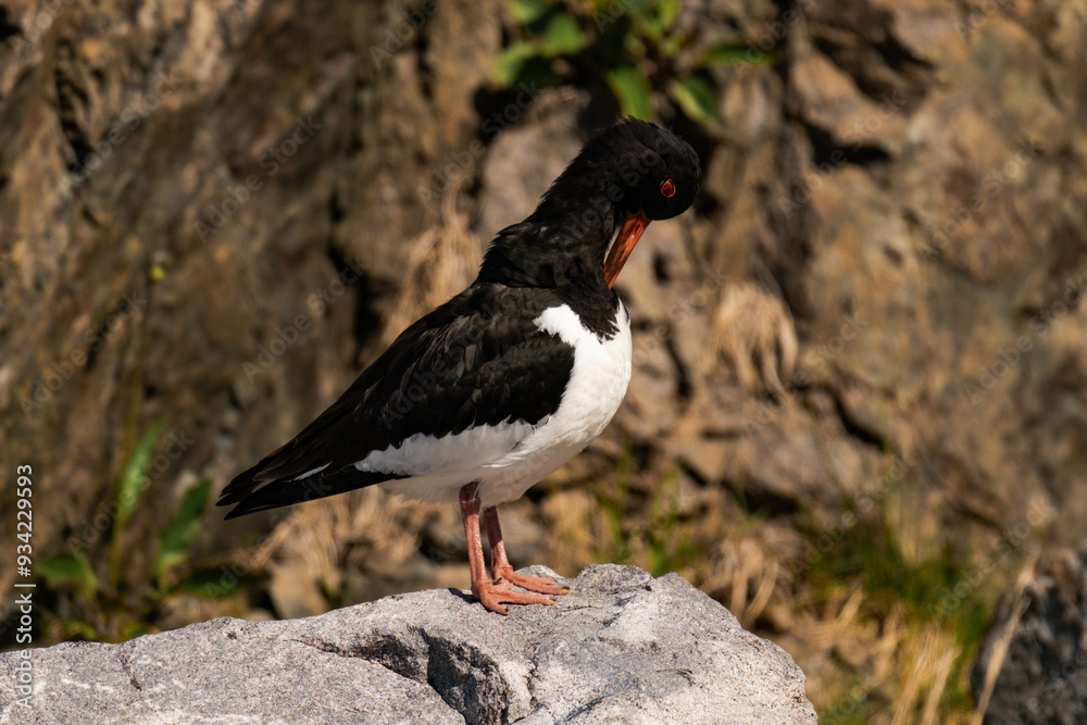 Fototapeta premium Eurasian oystercatcher (Haematopus ostralegus) cleaning its feathers