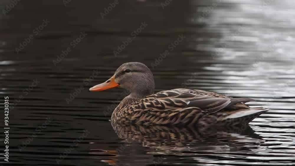mallard duck watching what's happening around it on the water