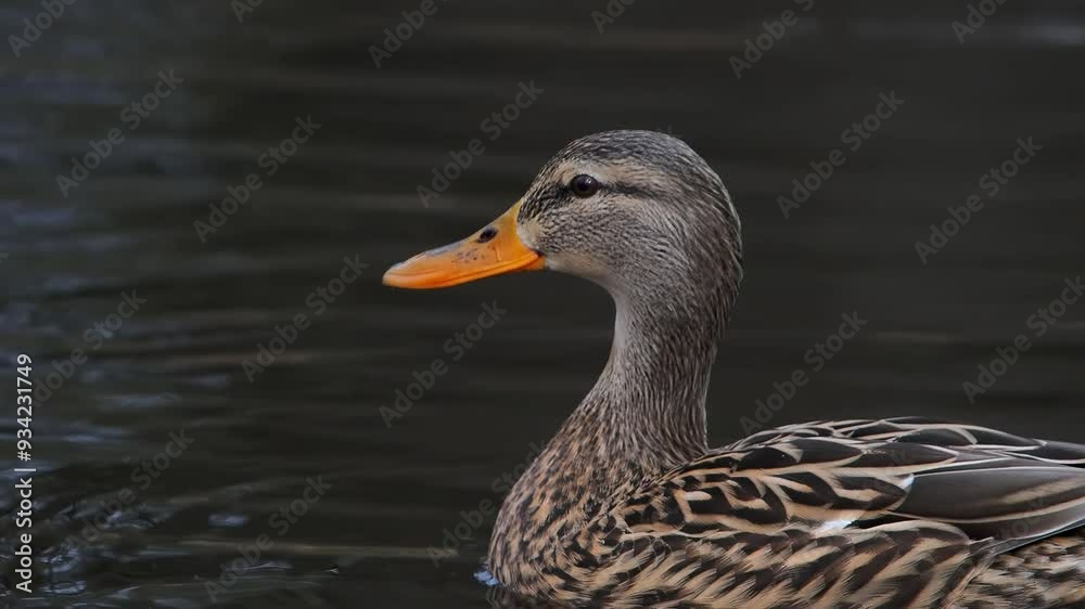 mallard duck wags head in different directions slow motion mallard duck wags head in different directions slow motion