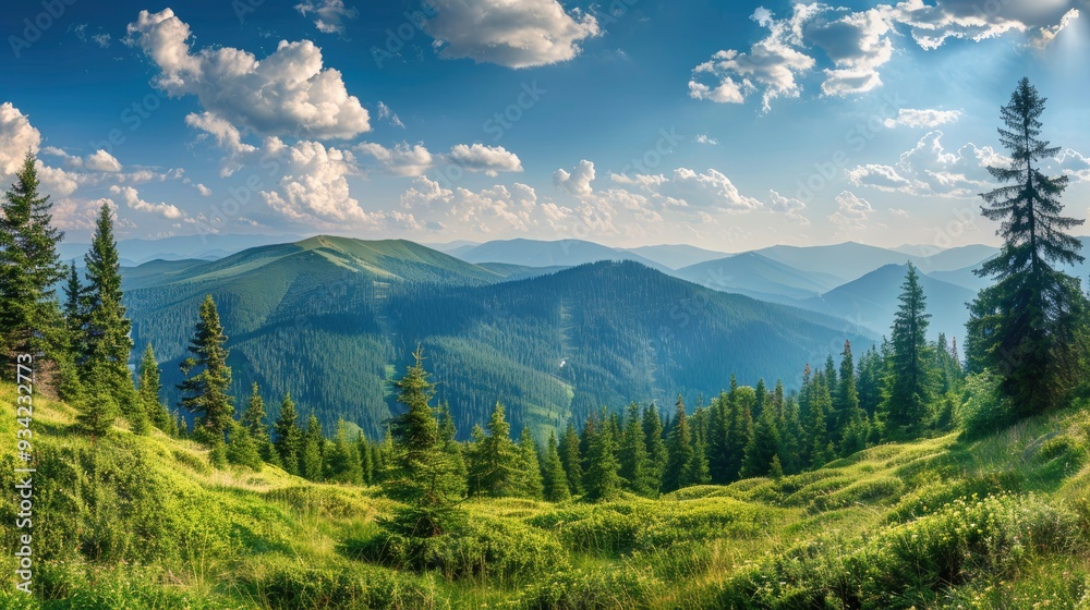 Fototapeta premium Magnificent panoramic view the coniferous forest on the mighty Carpathians Mountains and beautiful blue sky background. Beauty of wild virgin Ukrainian nature. Peacefulness , ai
