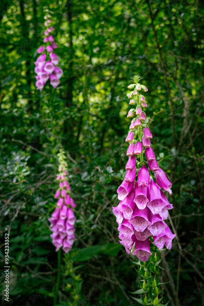 Fototapeta premium Pink Foxglove stunning flower