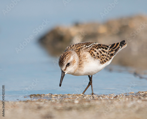 Little stint photo