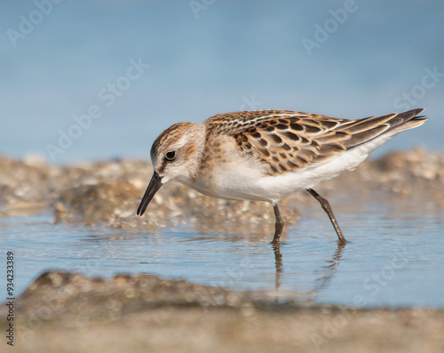 Little stint photo