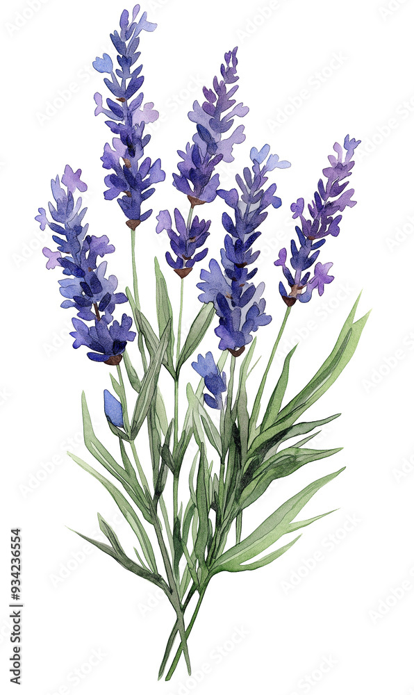 Obraz premium Watercolor lavender flower isolated on white background
