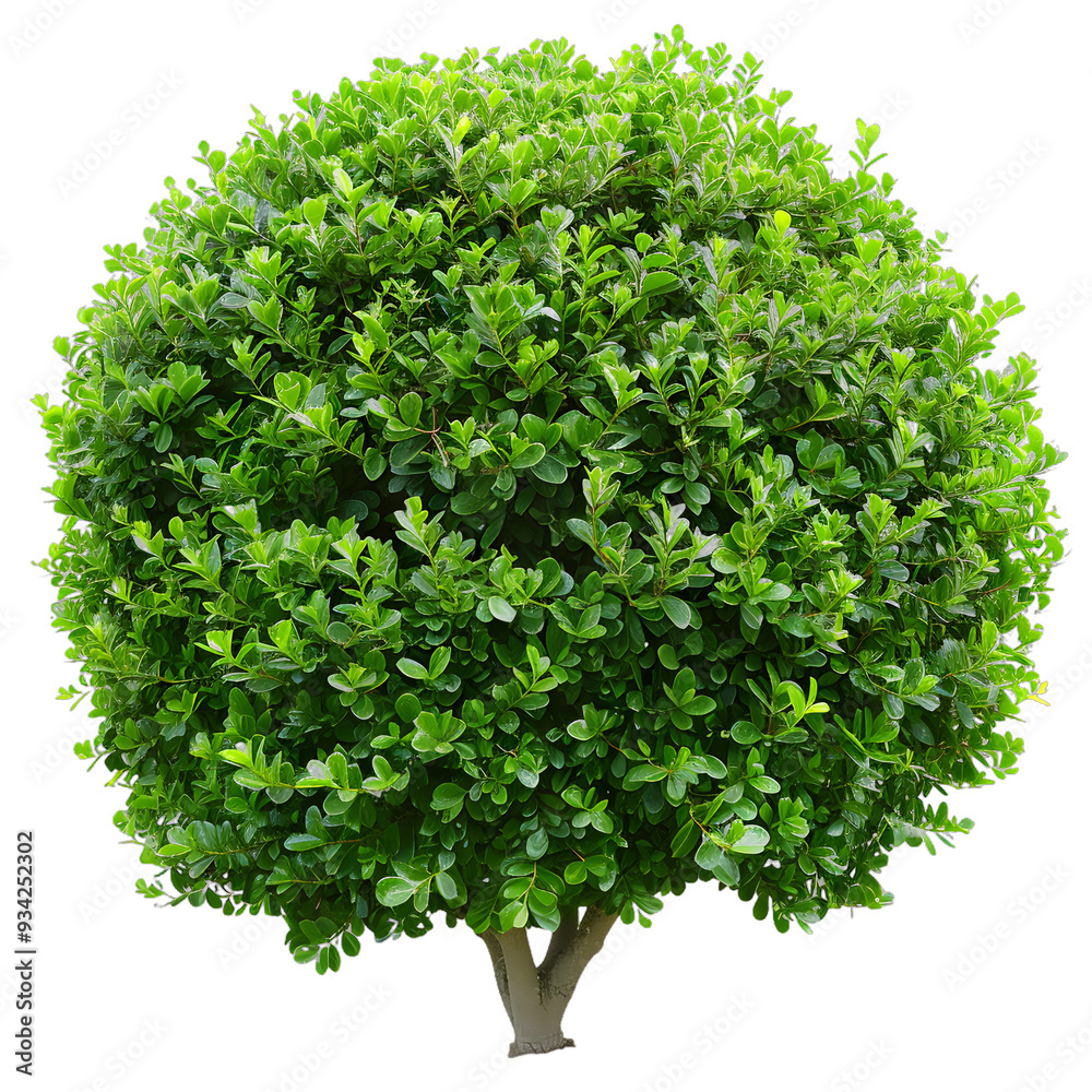 Obraz premium [Transparent Background PNG]Green Bush Tree Isolated on White Background