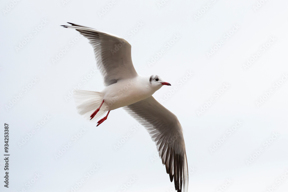 close up Seagull in flight isolated on a white background. close up Seagull in flight isolated on a white background.