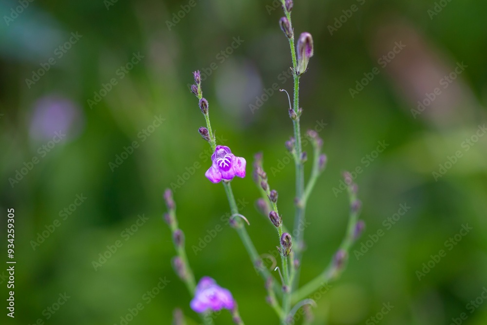 Inflorescence of a tilo, Justicia pectoralis Inflorescence of a tilo, Justicia pectoralis