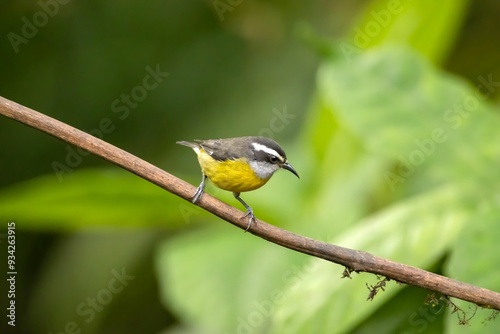 Bananaquit, Coereba flaveola photo