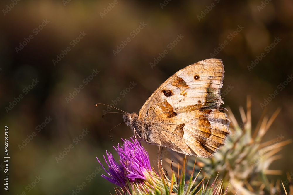Fototapeta premium A beautiful butterfly photographed in its habitat. Nature background. Chazara briseis. Hermit. 