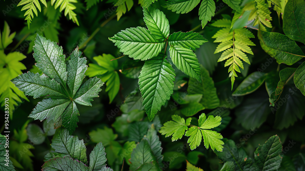 Many green leaves. They are mostly dark green, with some lighter green areas. Many green leaves. They are mostly dark green, with some lighter green areas.