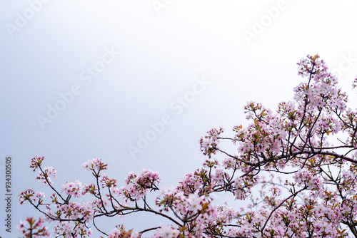 Isolated blooming cherry blossoms on blue grey background