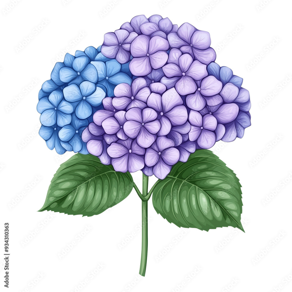 Graceful vector style hydrangea cluster with soft blue and purple petals isolated on transparent background 