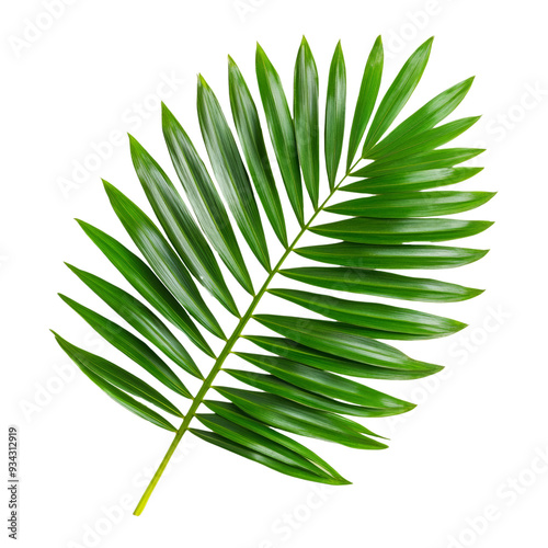 Sleek areca palm leaf top view gently arching fronds isolated on transparent background  photo