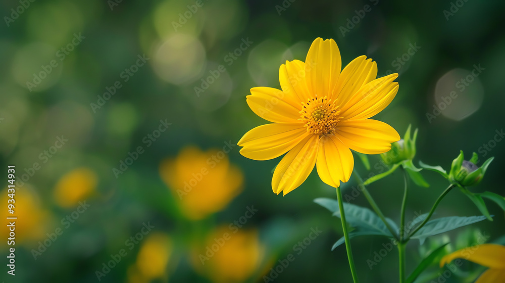 A yellow flower with a dark center. There are other flowers in the background.