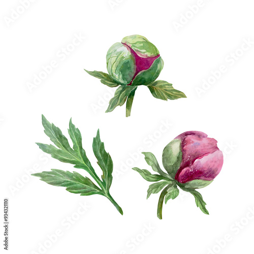 Peonies buds and leaf watercolor. Burgundy flowers. Hand drawn vector illustration. For the design of greeting cards, wedding invitations and large holiday banners, posters.