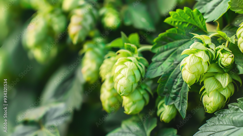 A bunch of green hop cones with leaves. A bunch of green hop cones with leaves.