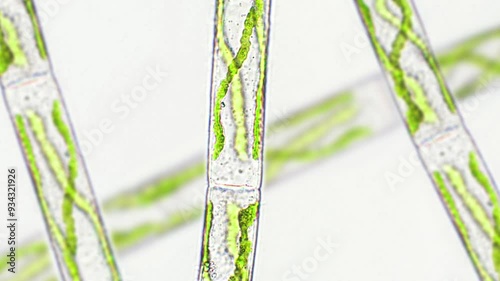 Spirogyra sp. green algae under microscopic view - Chlorophyta