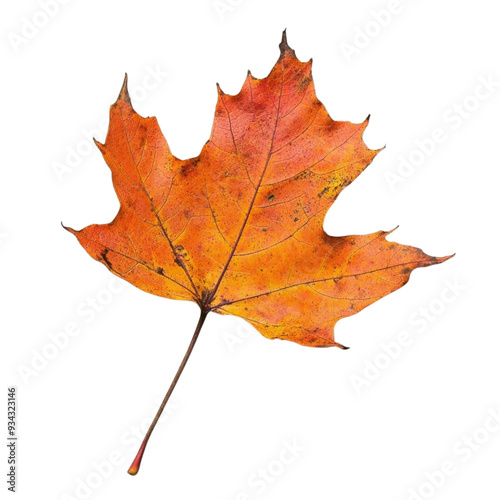 Autumn leaf